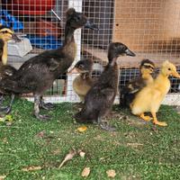 Anatroccoli anatre di bali e galline marans