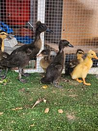 Anatroccoli anatre di bali e galline marans