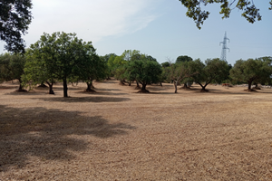 Terreno con progetto approvato Lamie di Olimpia