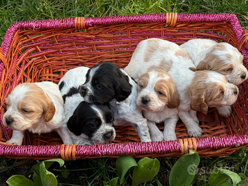 Breton cuccioli con pedigree