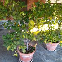 limone 