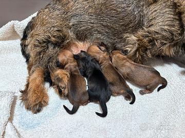 Cuccioli di bassotto tedesco pelo duro