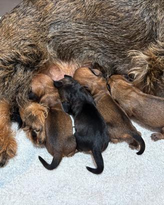 Cuccioli di bassotto tedesco pelo duro