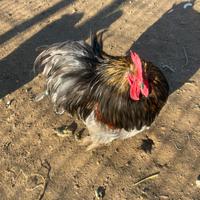 Gallina e Gallo