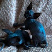 Sphynx trasporto in tutta italia