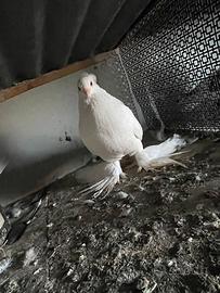 Picconi e galline brama