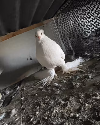 Picconi e galline brama