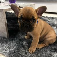 Cucciolo di bulldog Francese