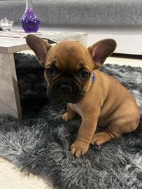 Cucciolo di bulldog Francese