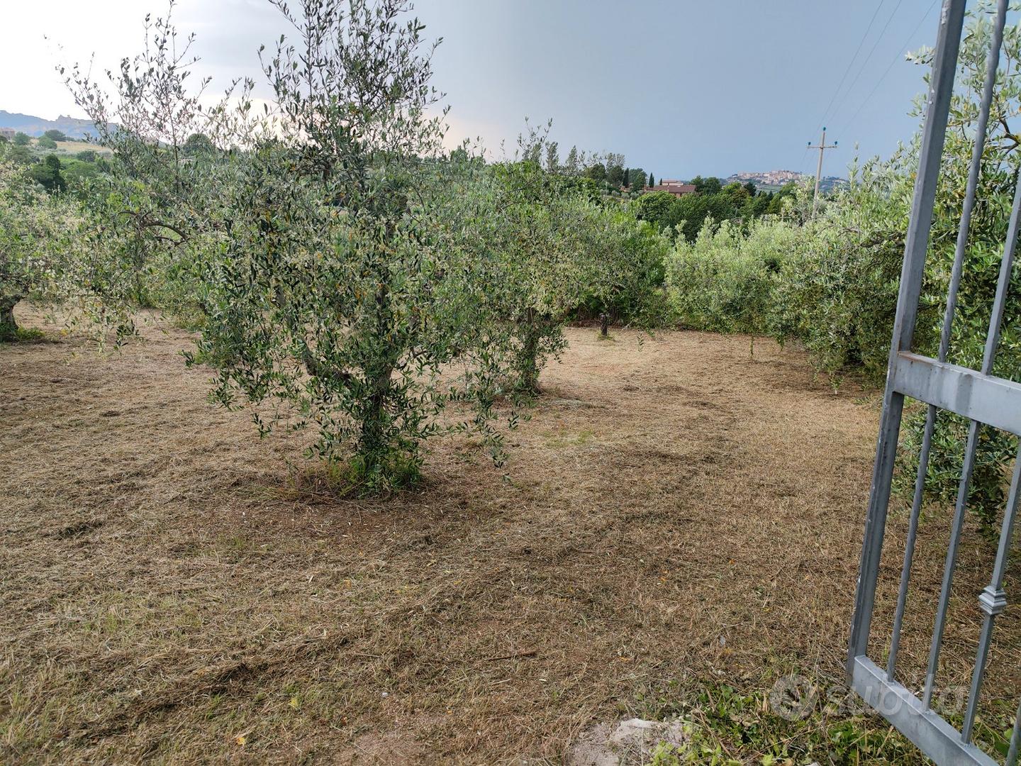 Terreno agricolo - Vista 5