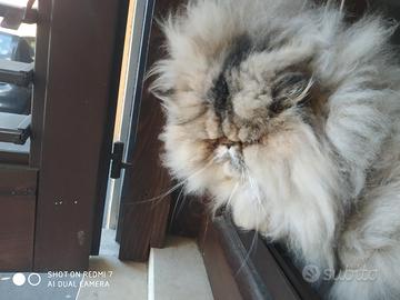 Gatti persisni
