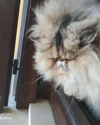 Gatti persisni