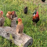 Galletti ruspanti razza Coronata Siciliana