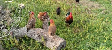 Galletti ruspanti razza Coronata Siciliana