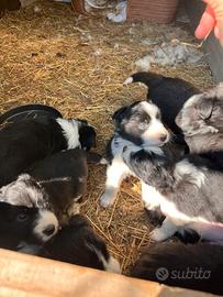 Cuccioli di border collie con pedigree