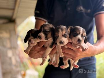 Cuccioli di Beagle
