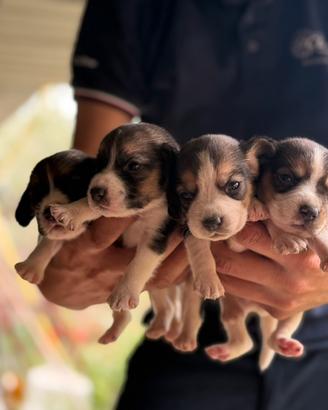 Cuccioli di Beagle