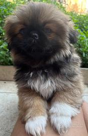 Cuccioli di pechinese