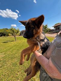 Cucciola Pastore Tedesco