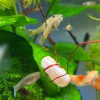 Pesci acquario guppy