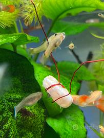 Pesci acquario guppy