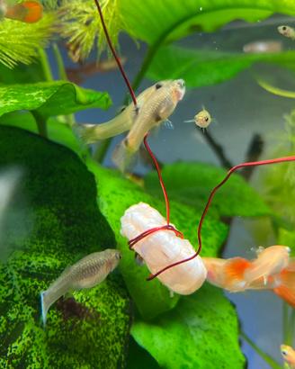 Pesci acquario guppy