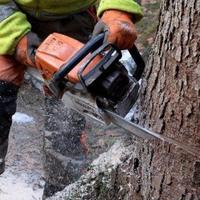 Taglia a raso piante albero giardino