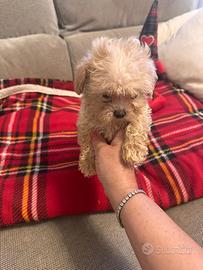 Cuccioli di Maltipoo mini