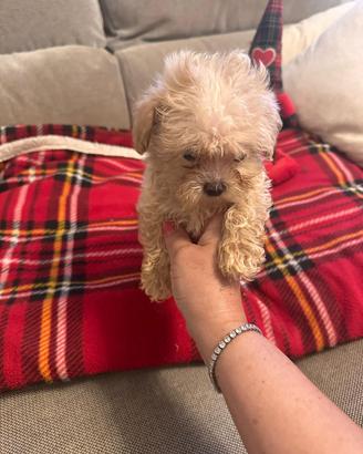 Cuccioli di Maltipoo mini