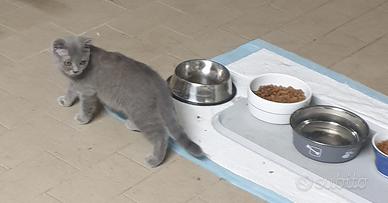 Gatti incroscio scottish