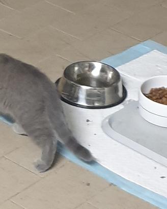 Gatti incroscio scottish
