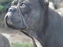 Bulldog francese femmina blu