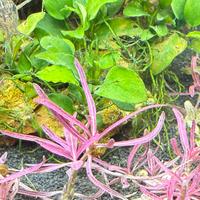 Hygrophila lancea chai