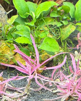 Hygrophila lancea chai