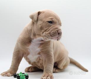 Ultimo cucciolo Pitbull