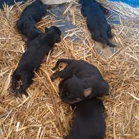 Cuccioli di Rottweiler