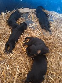 Cuccioli di Rottweiler