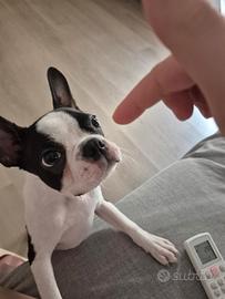 Cucciolo Boston Terrier