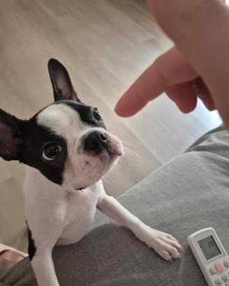 Cucciolo Boston Terrier