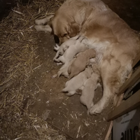Golden retriever cucciolata selezionata