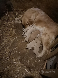Golden retriever cucciolata selezionata