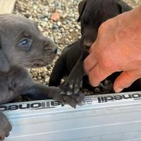 Cuccioli di Cane Corso