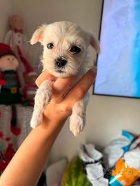 Maltese