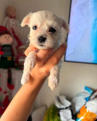 Maltese