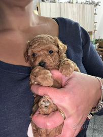 Cucciole Maltipoo Tot