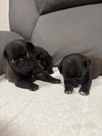 Cuccioli carlini