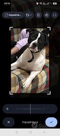 Cucciolo di Amstaff 