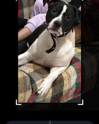 Cucciolo di Amstaff 