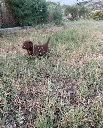 Labrador femmine cucciole