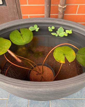Mini pond